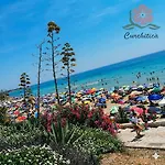 Curchitica أفولا